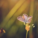Closeup photo of an amazing butterfly