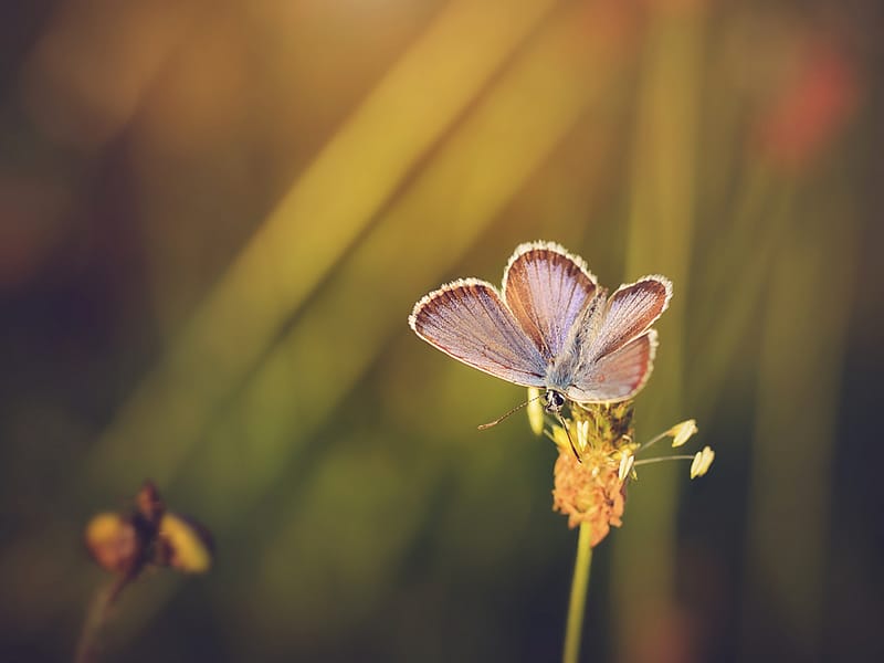 Closeup photo of an amazing butterfly